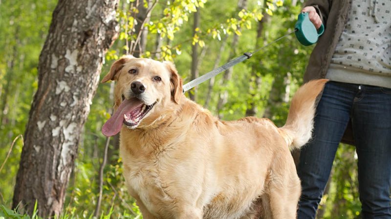 Nå må hunden i bånd