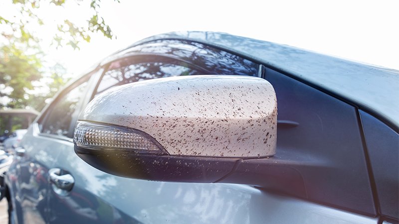 Døde insekter på speilet på en bil