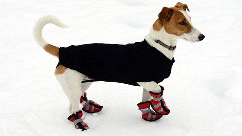Hund med vinterklær