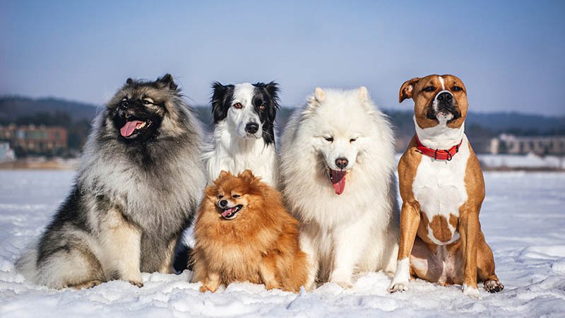 Fem ulike hunderaser i vinterlandskap.
