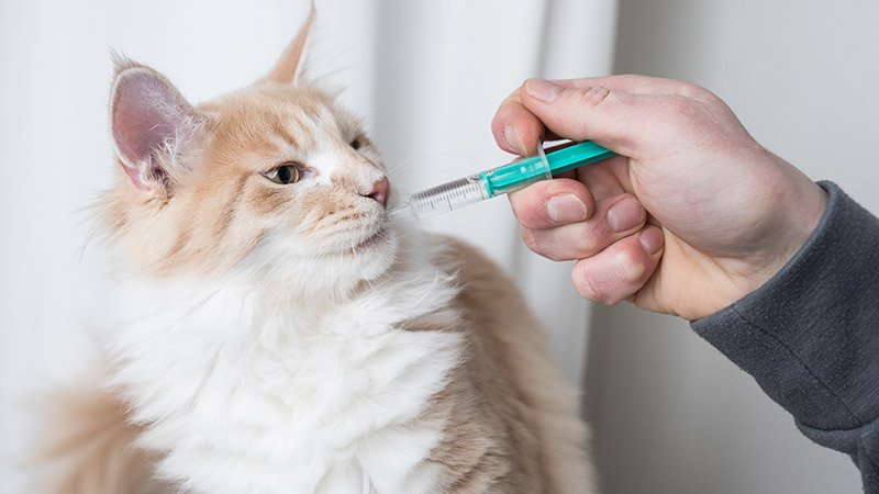 Mann gir katt medisin via sprøyte.