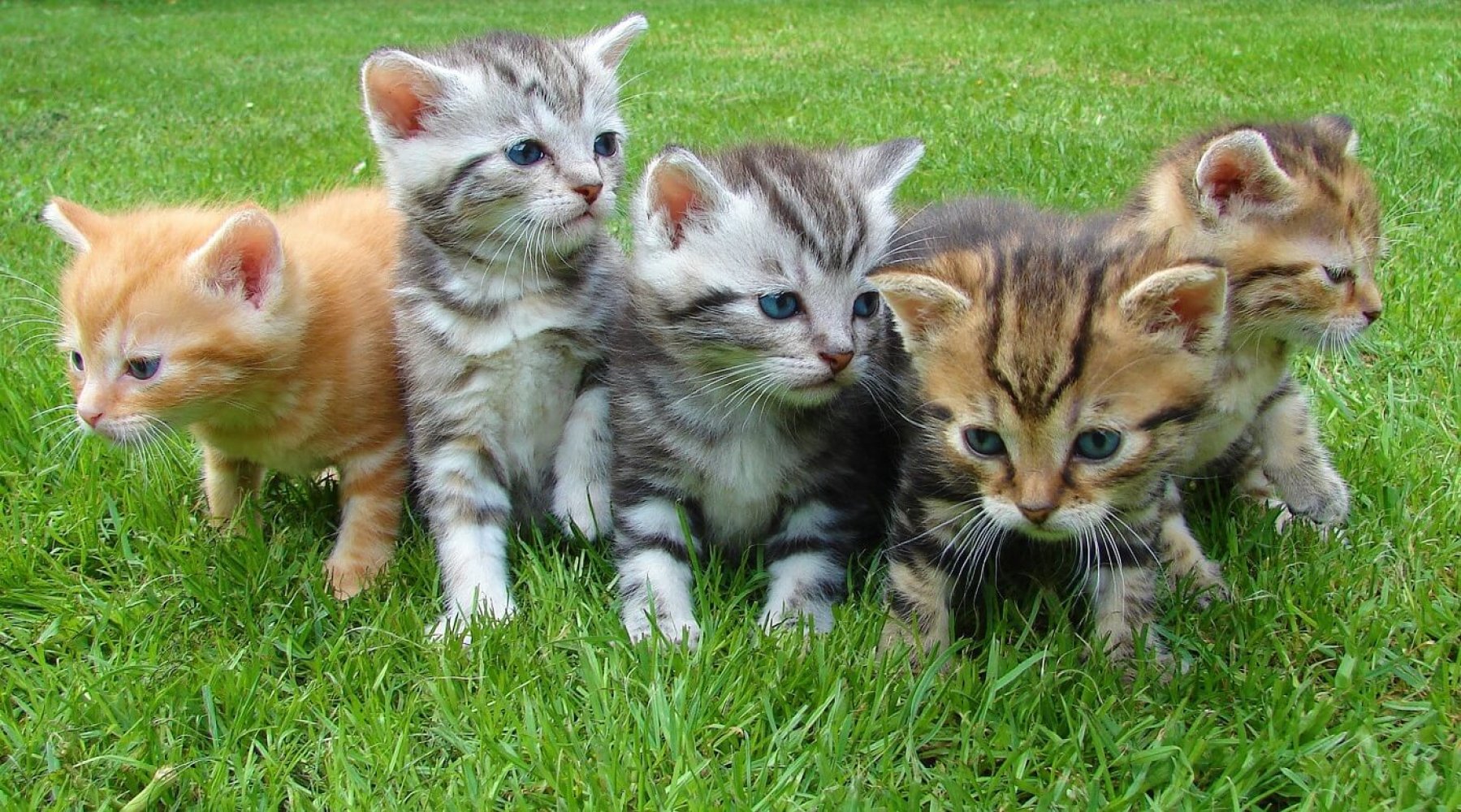 Fem kattunger, gress