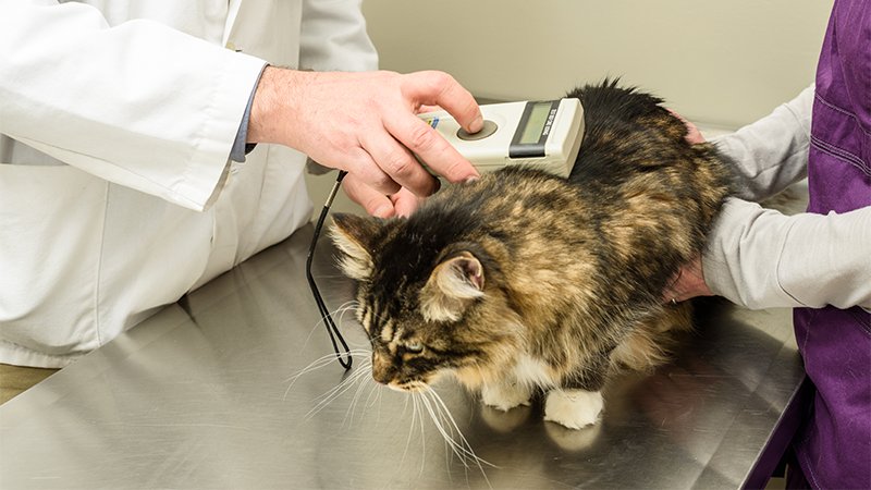 Veterinær som id merekre en katt
