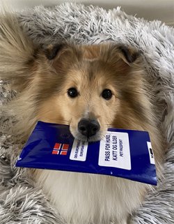 Hund med kjæledyrpass.