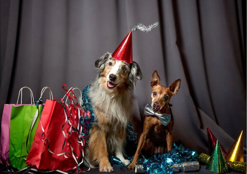 To hunder pyntet til fest