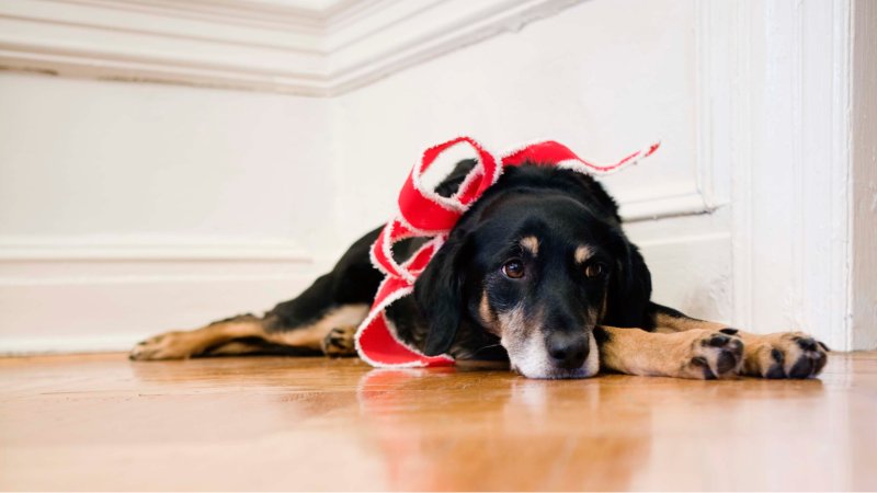 Hund med rød sløyfe. Ligger på gulvet.