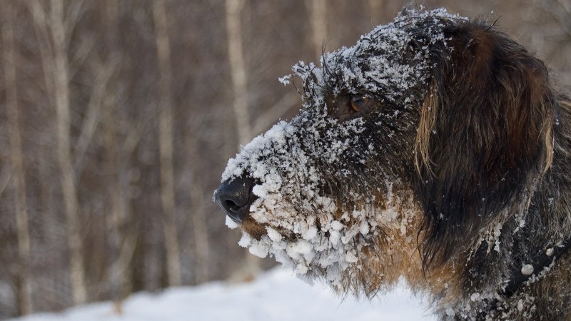 Hund. Snø. Skog. Vinter