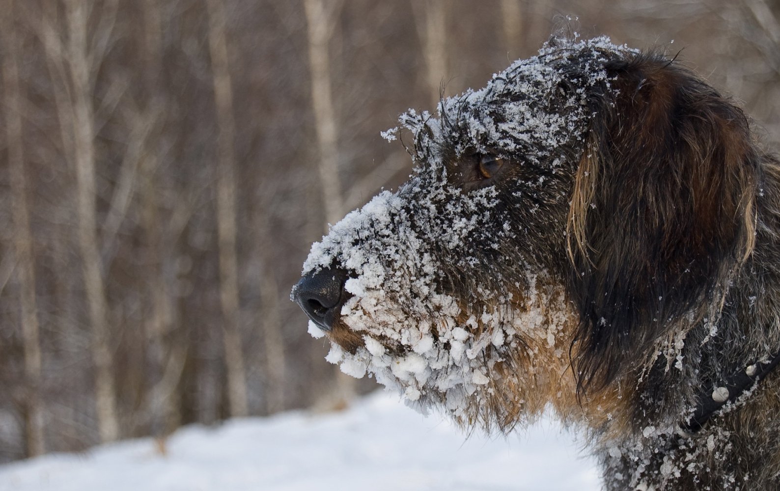 Hund. Snø. Skog. Vinter