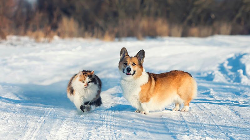 Hund og katt. Snø. Skog. Vinter.