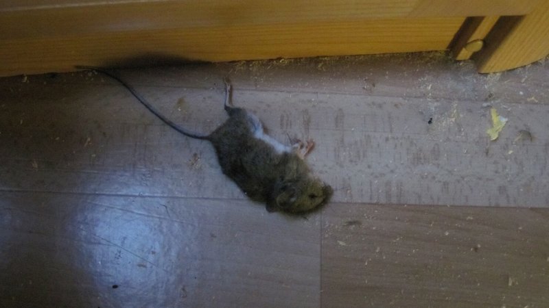 Død mus. Gulv