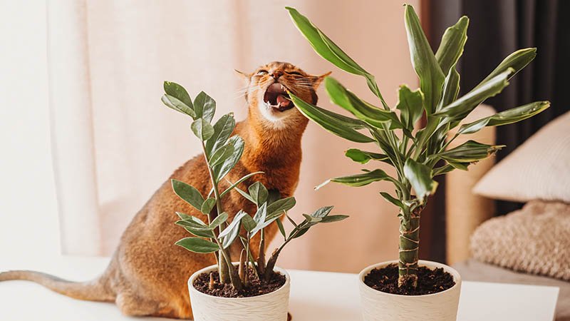 Katt som leker med bladene på en plante.