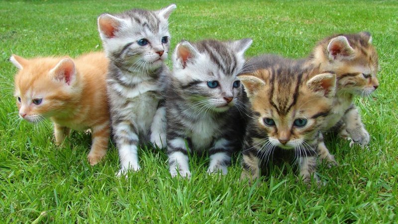 Fem kattunger, gress