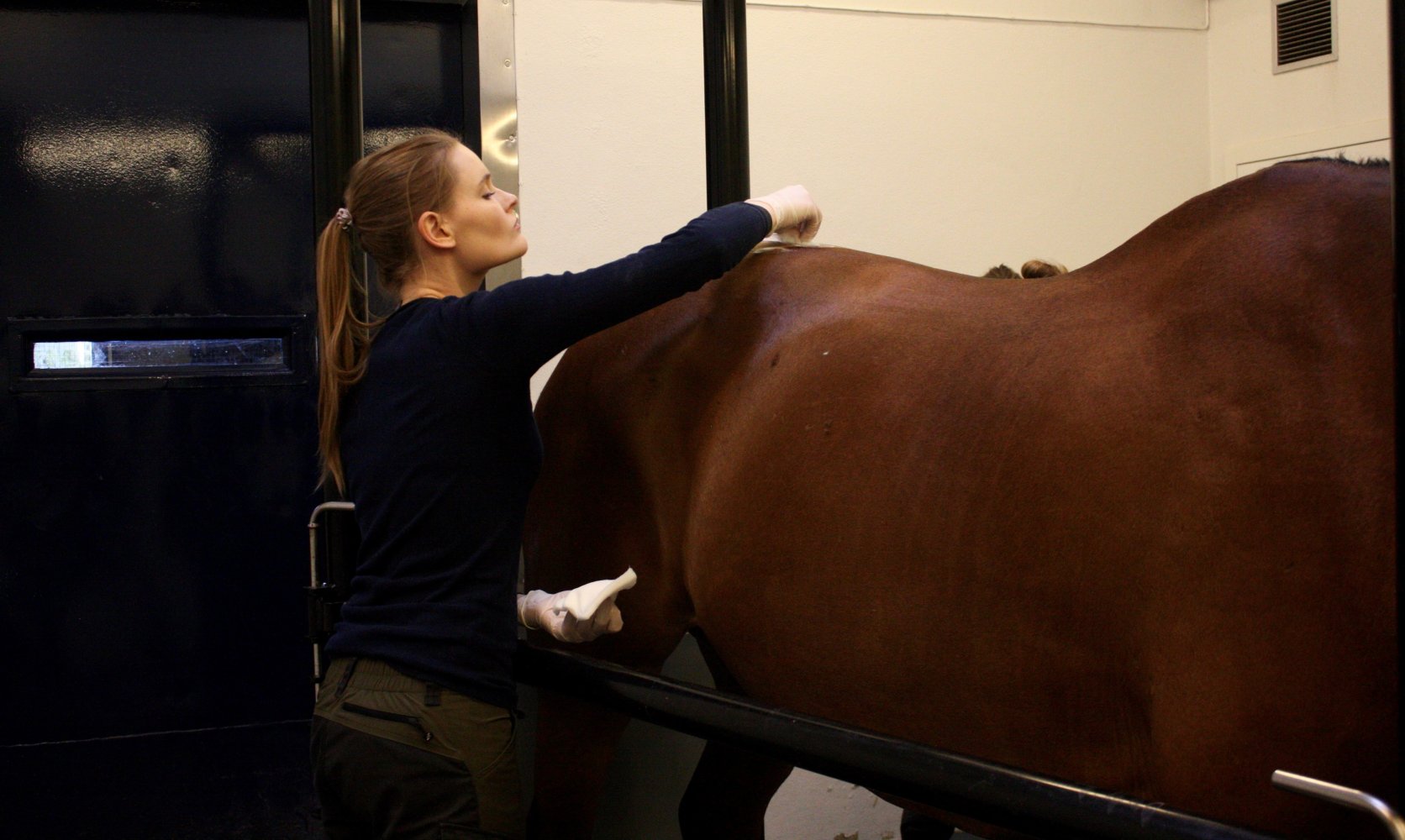 Veterinær ved Bjerke Dyrehospital behandler en hest.