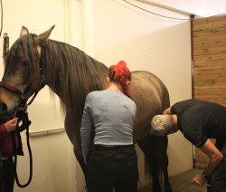En veterinær ved Bjerke Dyrehospital behandler en hest.