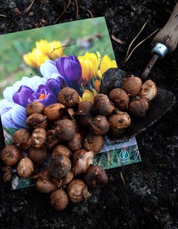 Krokus, påskeliljer, tulipaner og snøklokker kan plantes om høsten