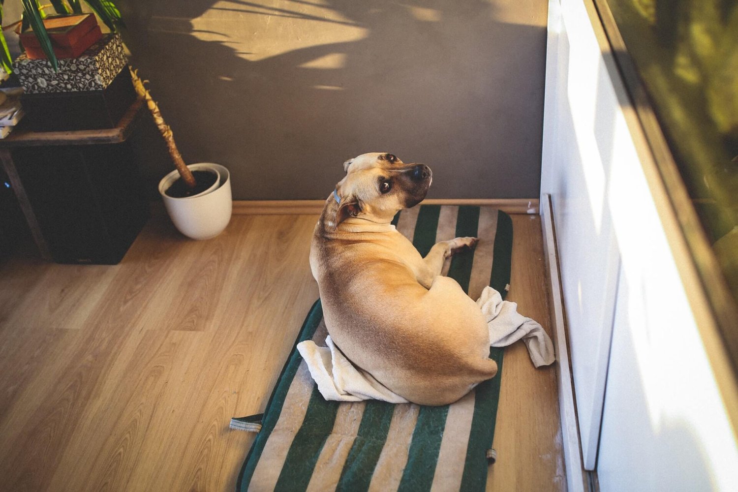 Hund, ligger, trist, matte, gulv