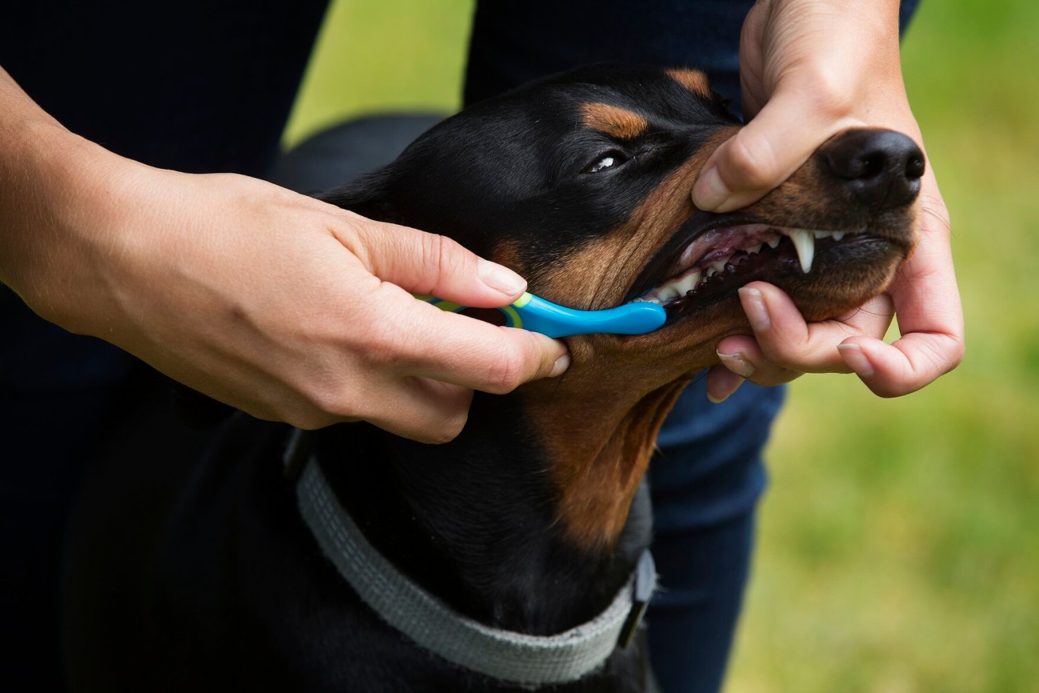 Hund får tennene pusset
