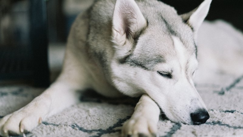 En husky som ligger på et teppe.