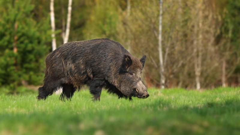 Bildet viser et villsvin på en gresslette 