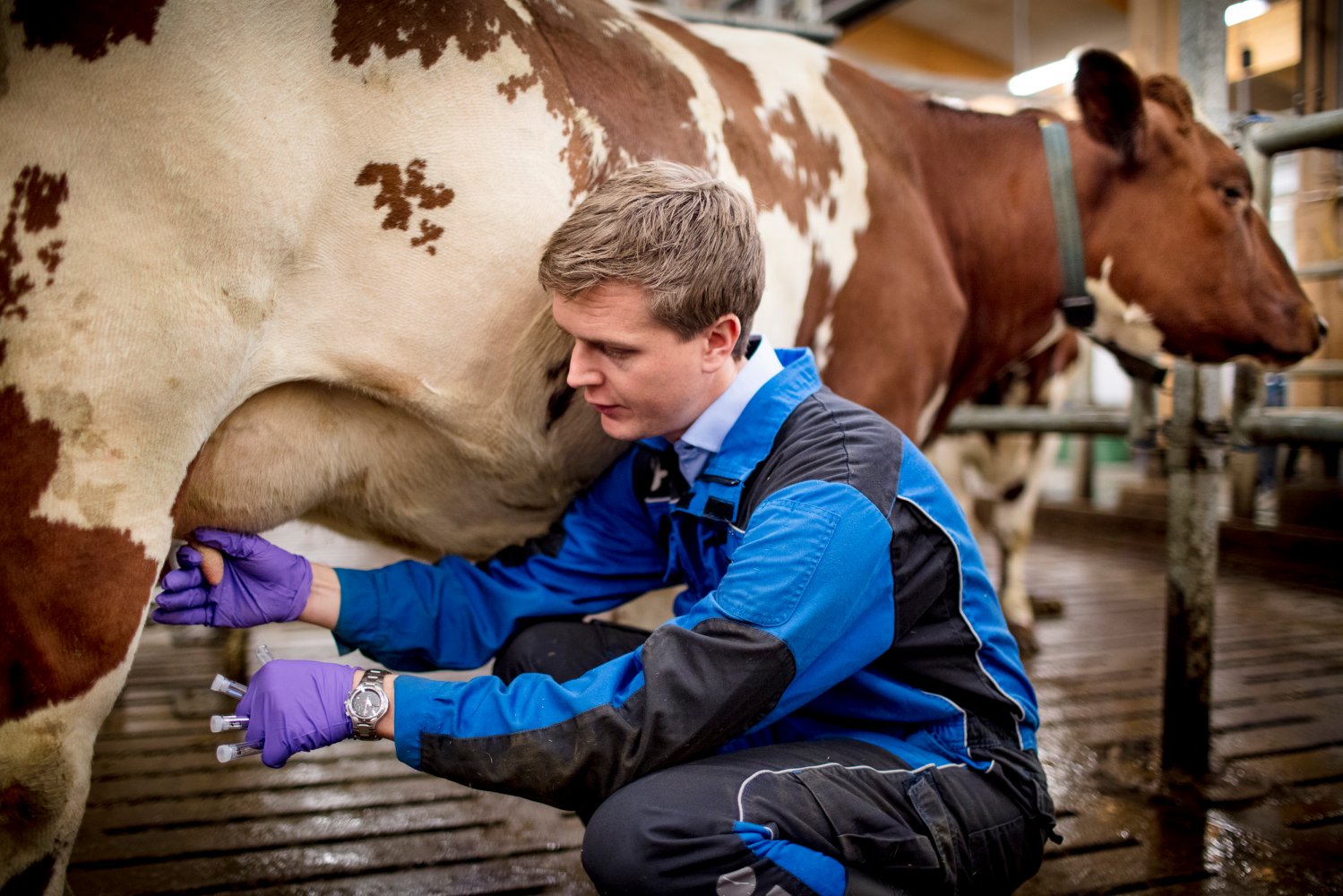 En veterinær som tar melkeprøver av en ku. Foto: Bo Mathisen. 
