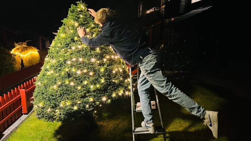 En ung mann står på stige for å sette på lys på et juletre utendørs.