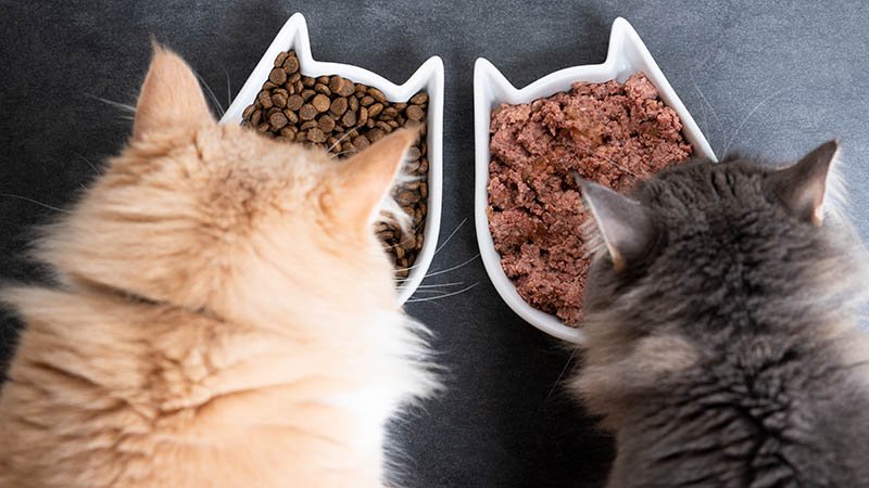 To katter som spiser.