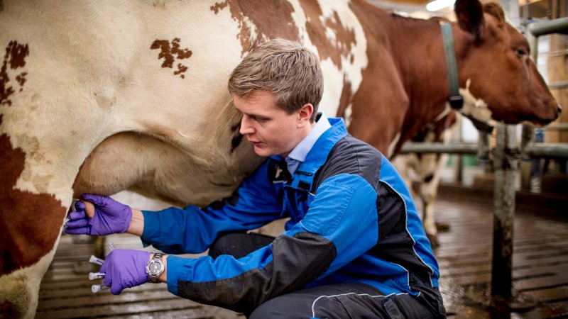 En veterinær som tar melkeprøver av en ku. Foto: Bo Mathisen. 