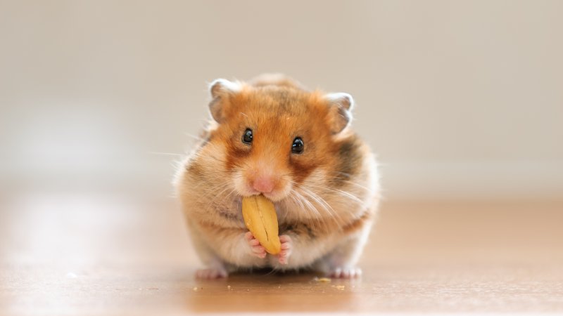 Hamster som tygger på en nøtt.