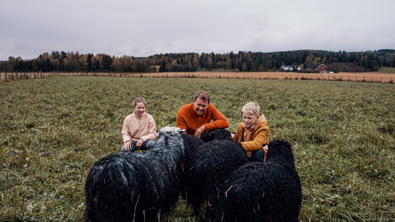 En familie sitter med sauene på et jorde.