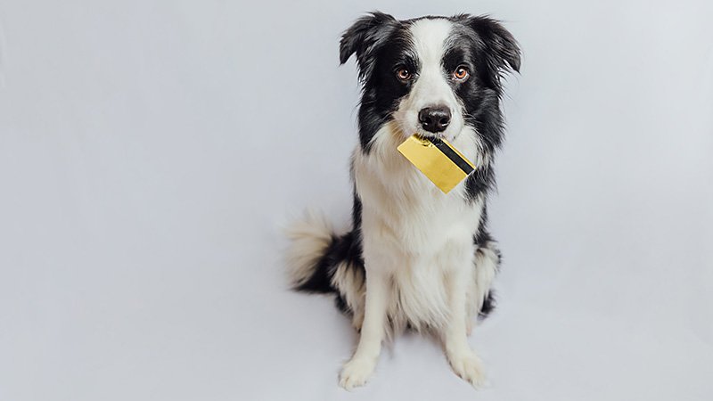 En hund med kredittkort i munden.