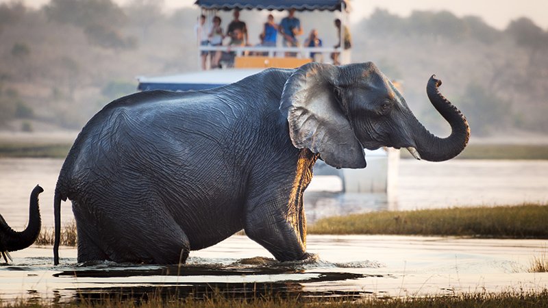 Elefant og sightseeingbåt