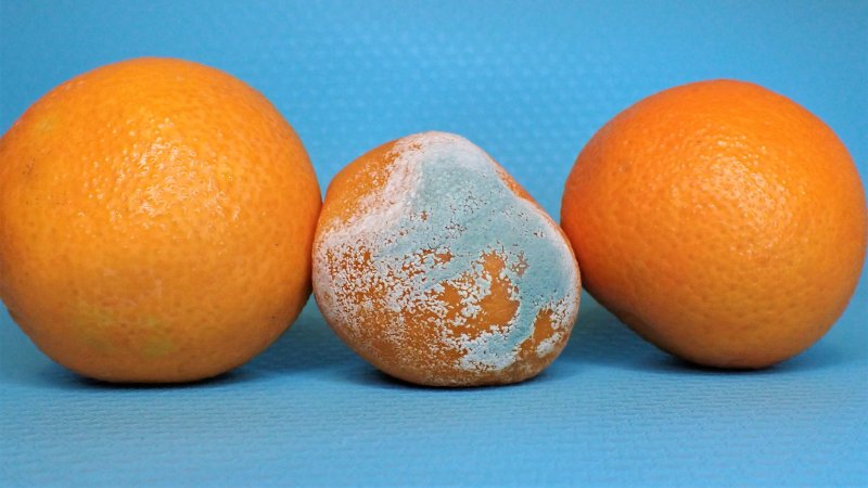 Tre appelsiner. Den ene med mugg.