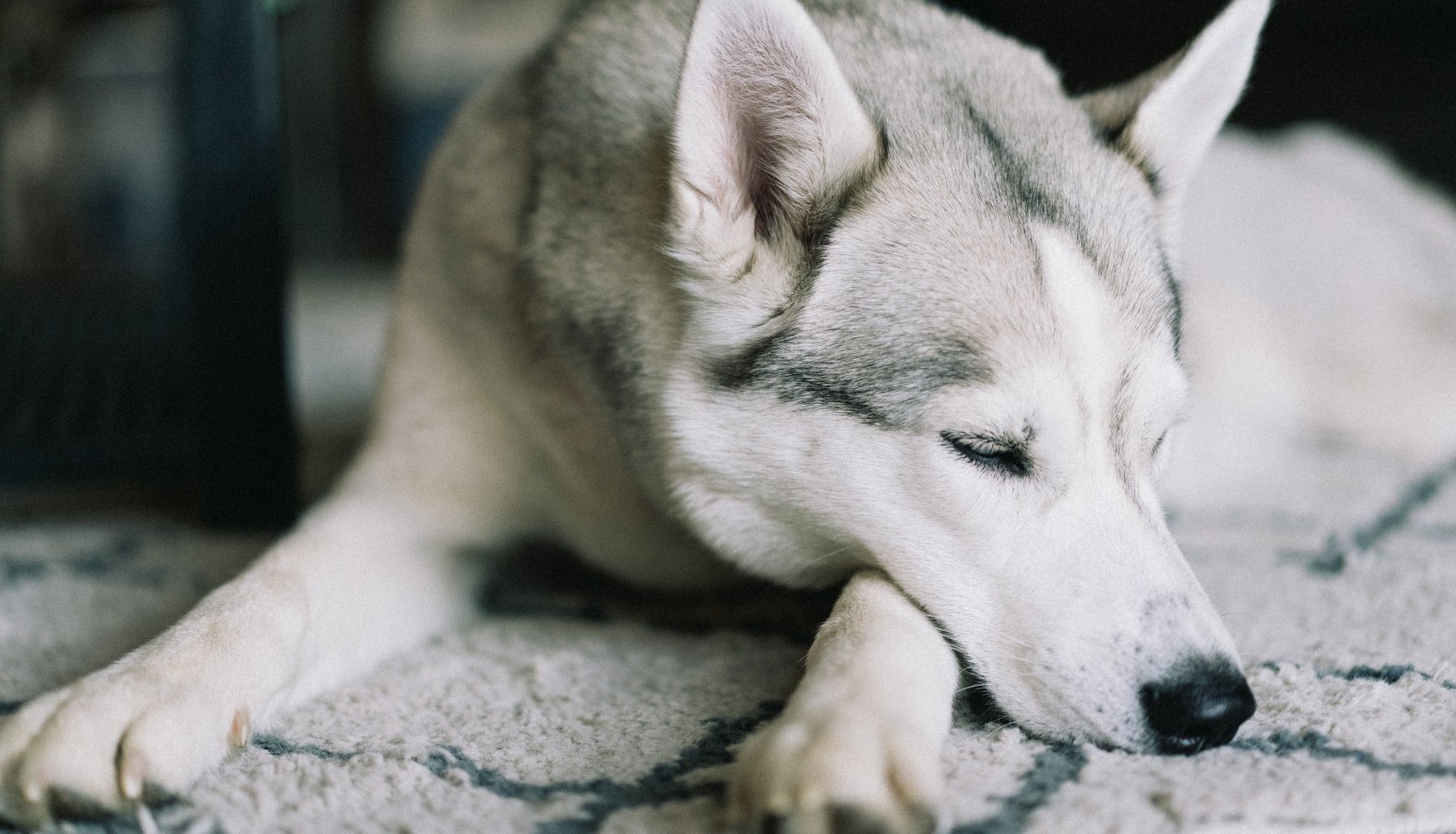 Slikker hunden på potene? kan det være fare på ferde