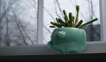 bilde av plante