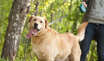 Nå må hunden i bånd