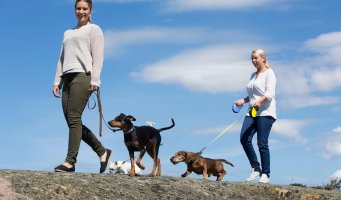 Hunder på tur