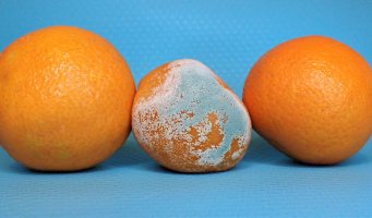 Tre appelsiner. Den ene med mugg.