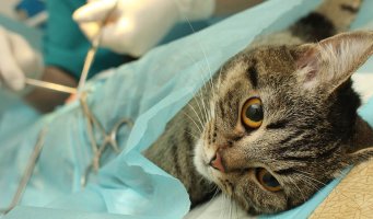 Katt på operasjonsbord.