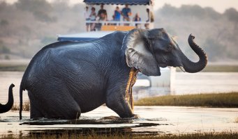 Elefant og sightseeingbåt