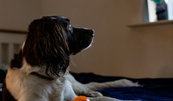 Hund som ser ut av vindu