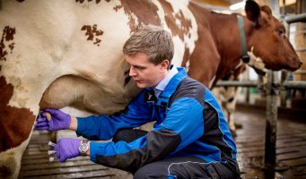 En veterinær som tar melkeprøver av en ku. Foto: Bo Mathisen. 