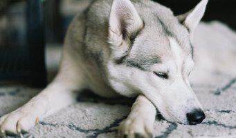 En husky som ligger på et teppe.