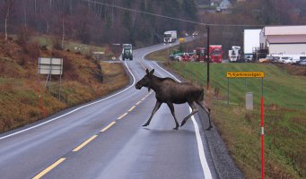 Elg som løper over veien.