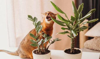 Katt som leker med bladene på en plante.