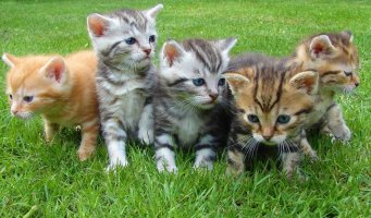 Fem kattunger, gress