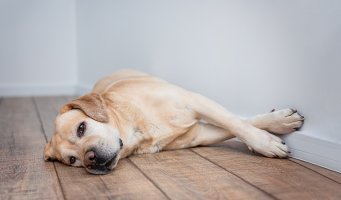 Hund som ligger på dørmatta og vil ut på tur.