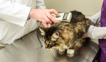Veterinær som id merekre en katt