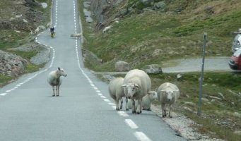 Sauer på bilvei.