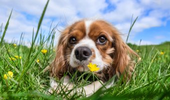 forsidebilde av hund