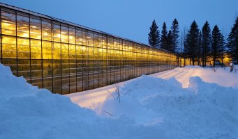 Veksthus sett utenfra, snø på bakken og en fonn i forgrunnen.